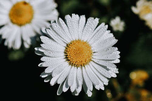 Close-Up Shot of a Chamomile in Bloom