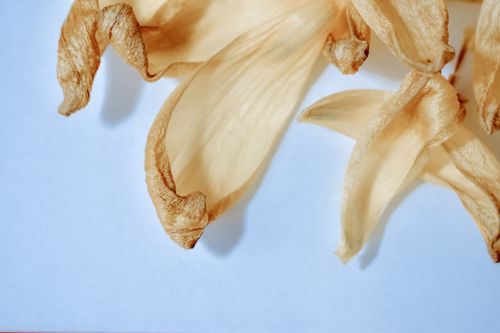 Free A detailed view of dried flower petals against a blue background, capturing natural textures. Stock Photo