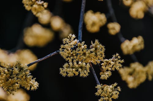 Close up of Blossom