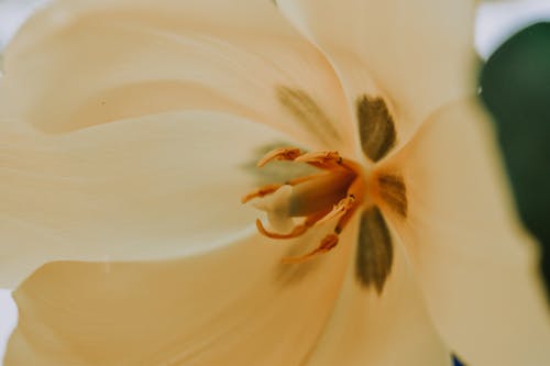 White and Yellow Flower in Macro Photography