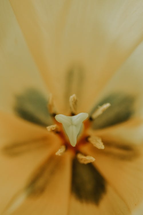 Yellow Flower in Close Up Photography