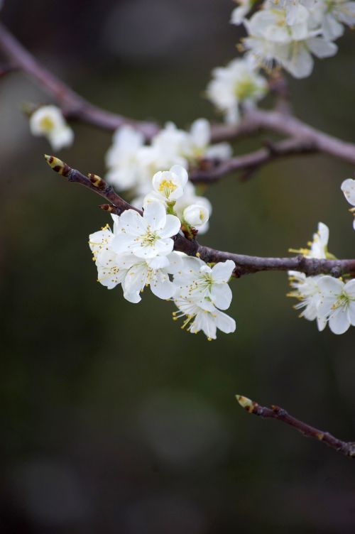 Free White cherry blossoms in full bloom on a branch. Perfect for spring themes. Stock Photo