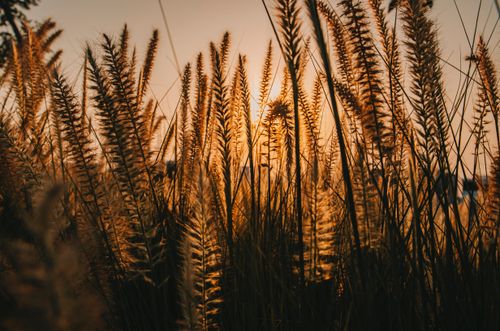 Free Enchanting silhouette of tall grass against a golden sunset sky in Lusail, Doha. Stock Photo