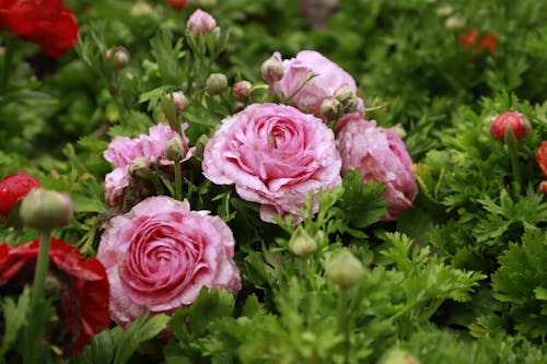 Close-Up Shot of Pink Garden Roses in Bloom