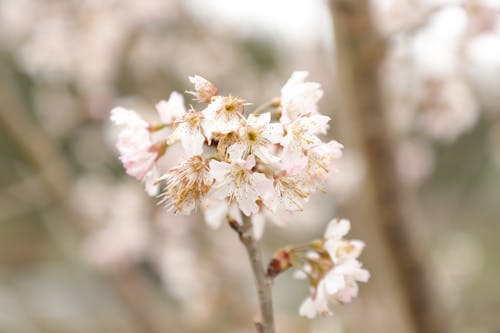 бесплатная Бесплатное стоковое фото с весна, крупный план, лепестки Стоковое фото