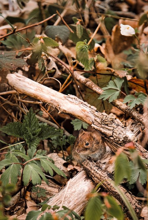 Free A small wood mouse camouflaged among leaves and branches on the forest floor in Bretten, Germany. Stock Photo