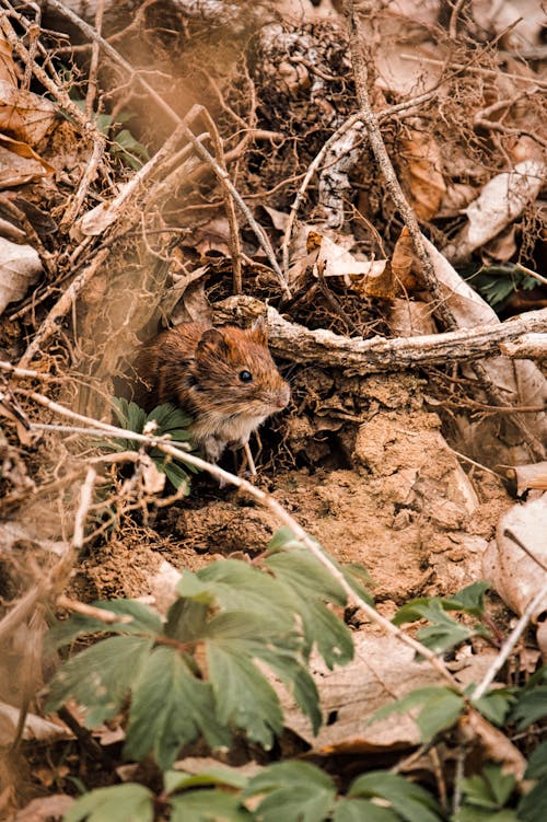 Foto d'estoc gratuïta de animal, mamífer, minúscul