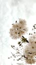 White Cherry Blossom in Close-Up Photography
