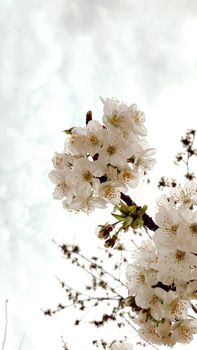 A delicate cluster of cherry blossoms in bloom against a serene sky.