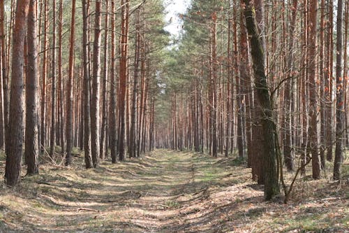 Безкоштовне стокове фото на тему «дерева, ліс»
