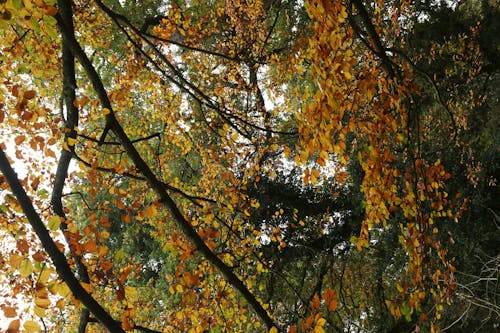 Free stock photo of autumn, autumn atmosphere, autumn colors