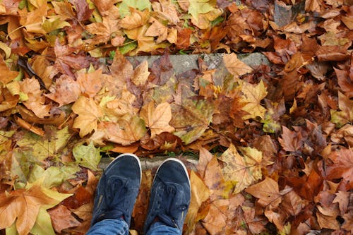 Free stock photo of after the rain, autumn, autumn leaves