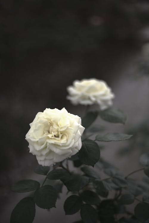 Close-Up Shot of White Roses in Bloom