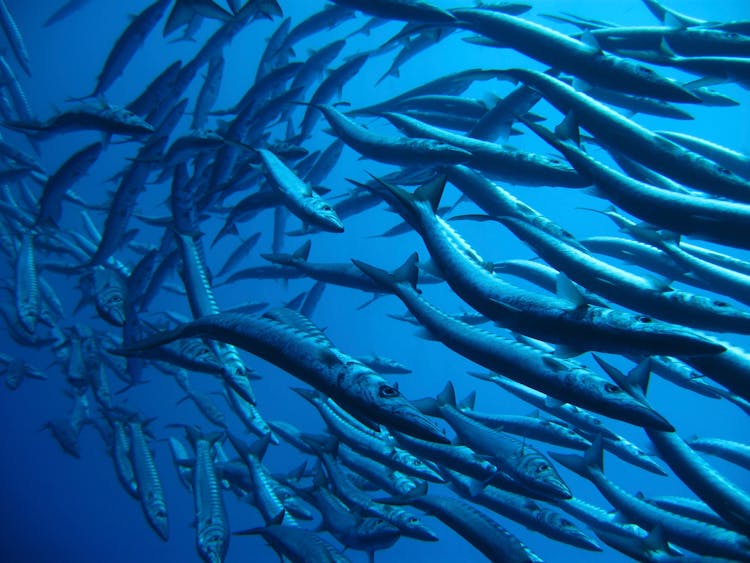 A Shoal Of Great Barracuda Fish 