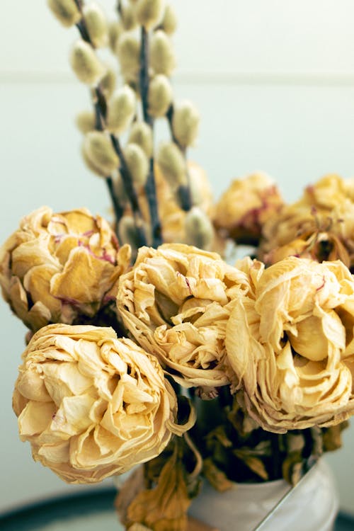 Close-up of Dry Roses