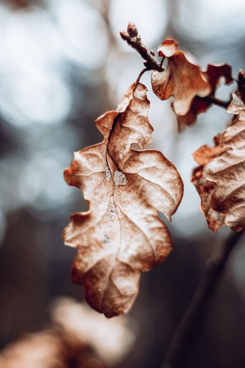 Free Detailed close-up of brown oak leaves on a branch, capturing the essence of autumn. Stock Photo