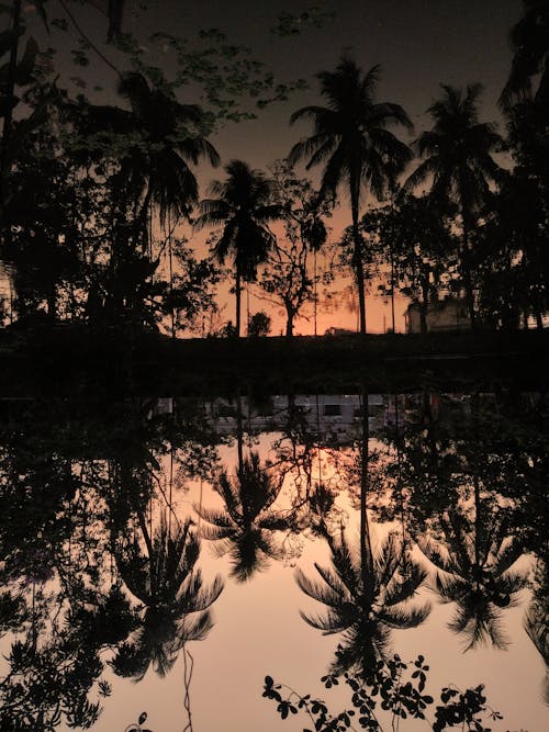 Silhouette of Trees Near Body of Water during Sunset