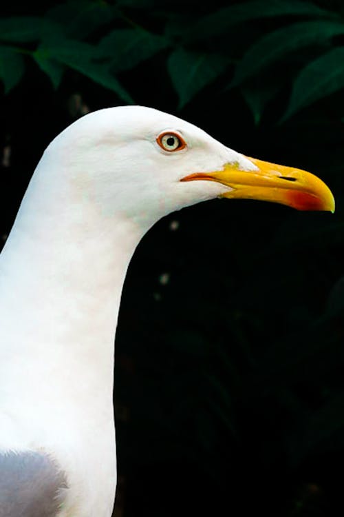 Free White Bird With Yellow Beak Stock Photo