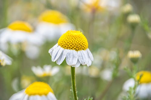 Close Up Shot of a Flower