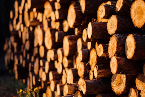 Free Brown Wooden Log Lot Stock Photo