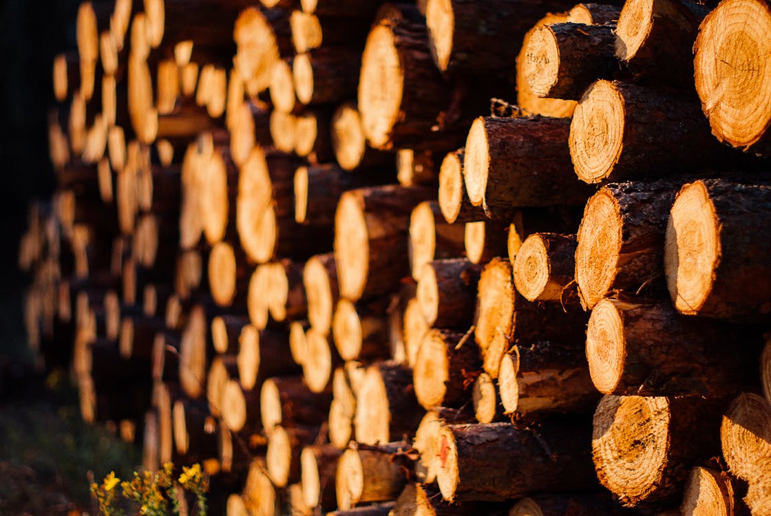 Free Brown Wooden Log Lot Stock Photo