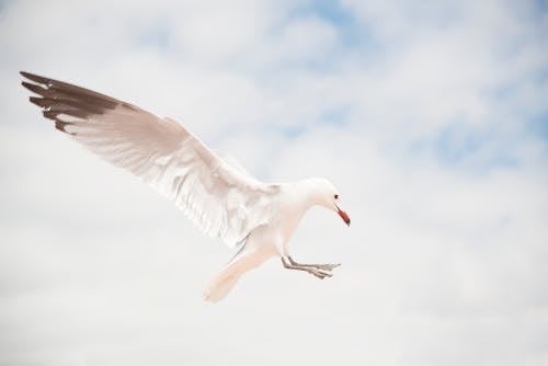 Free White Bird Flying  Stock Photo
