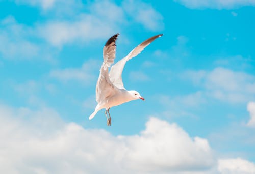 White Gull Flying Under Blue Sky