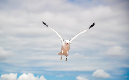 Photo of a White Bird Flying