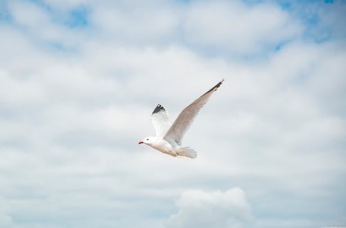 Free White Gull Flying Under White Clouds Stock Photo