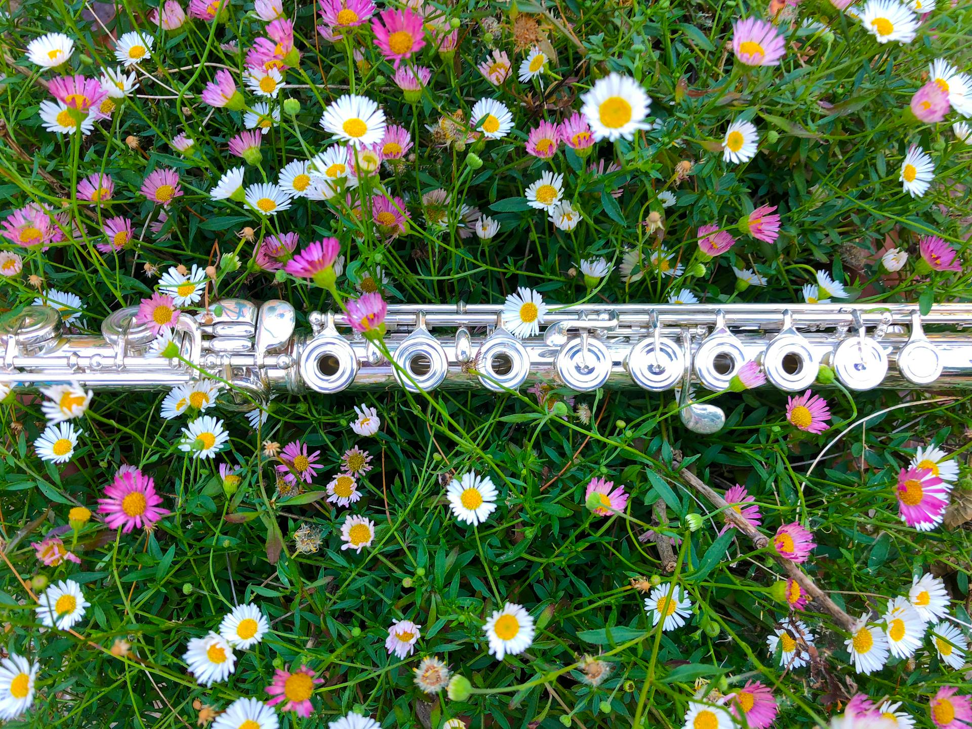 A silver flute lying in a colorful field of daisies, blending music with nature's beauty.