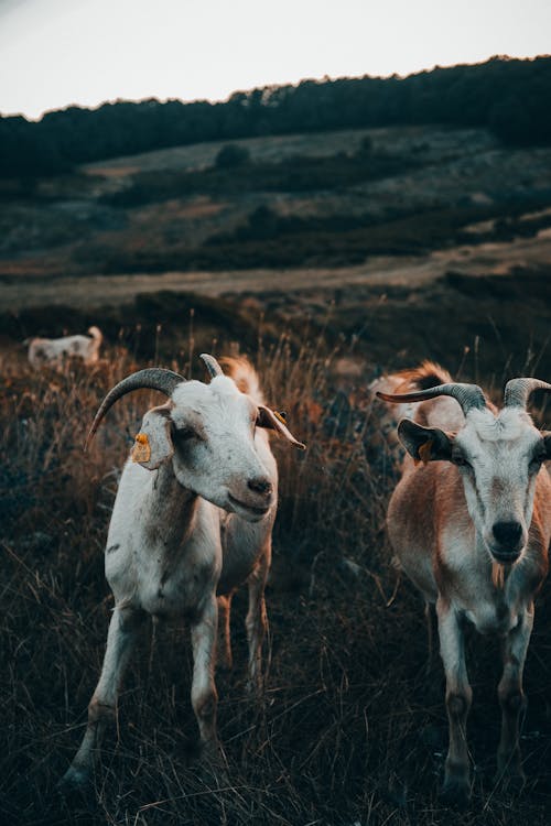 Foto d'estoc gratuïta de a l'aire lliure, agricultura, animal