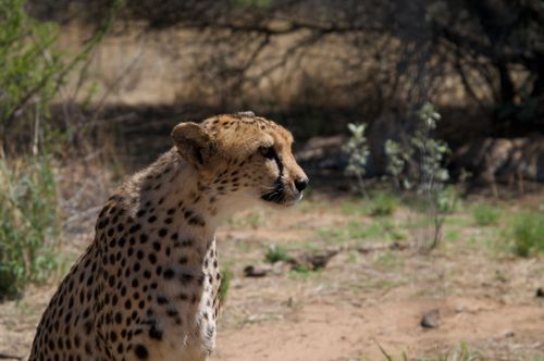Free Close-up of a cheetah in its savanna habitat, showcasing its focus and agility. Stock Photo