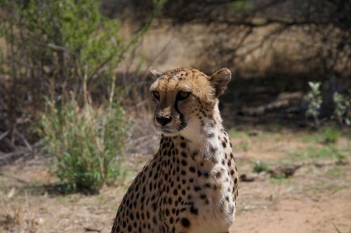 Free Close-up of a cheetah in a natural habitat, showcasing its unique spots and elegance. Stock Photo