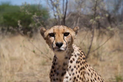 Cheetah on Brown Grass Field
