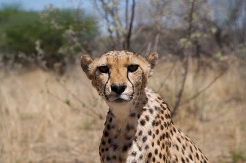Free Stunning close-up of a cheetah in its natural savanna habitat. Stock Photo