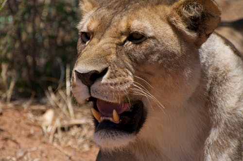 Close Up Shot of Lion