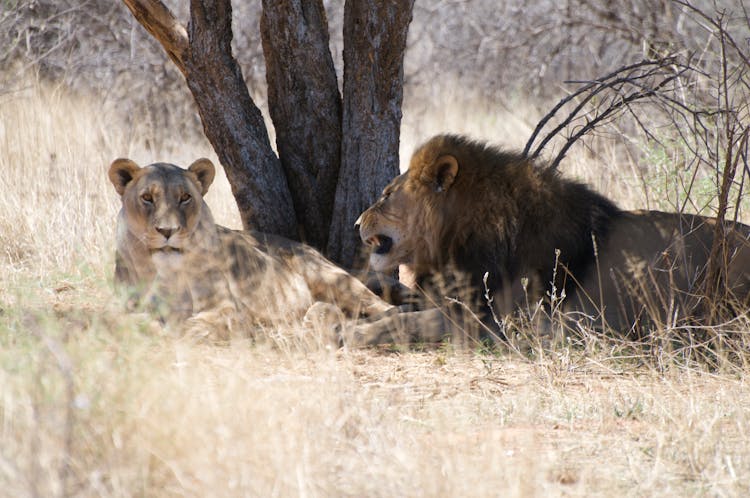 Lion And Lioness Lying In The Tree's Shadow