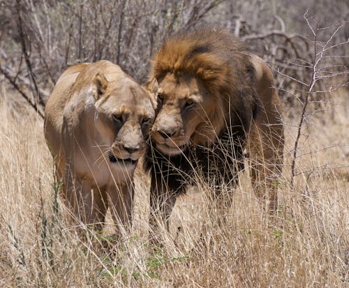 Lion on Brown Grass Field