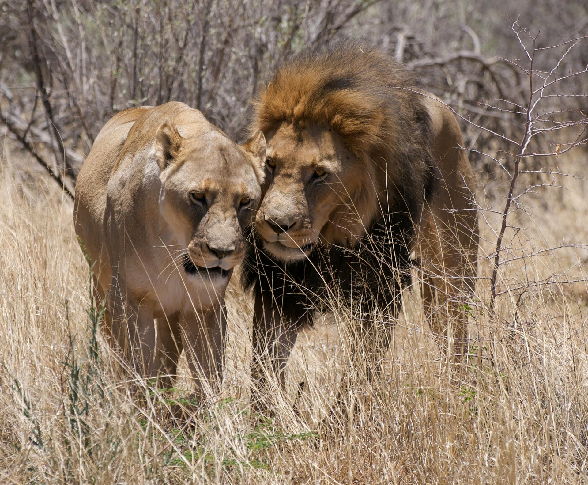 Lion on Brown Grass Field