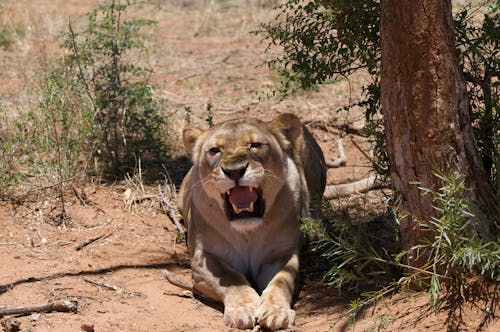 Brown Lioness Lying on the Ground