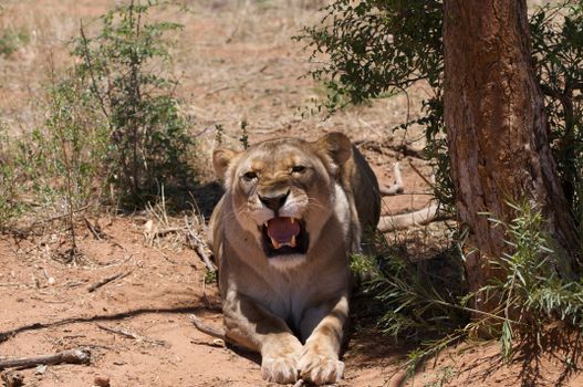 Samburu remote camp game walks — Kenya Safari