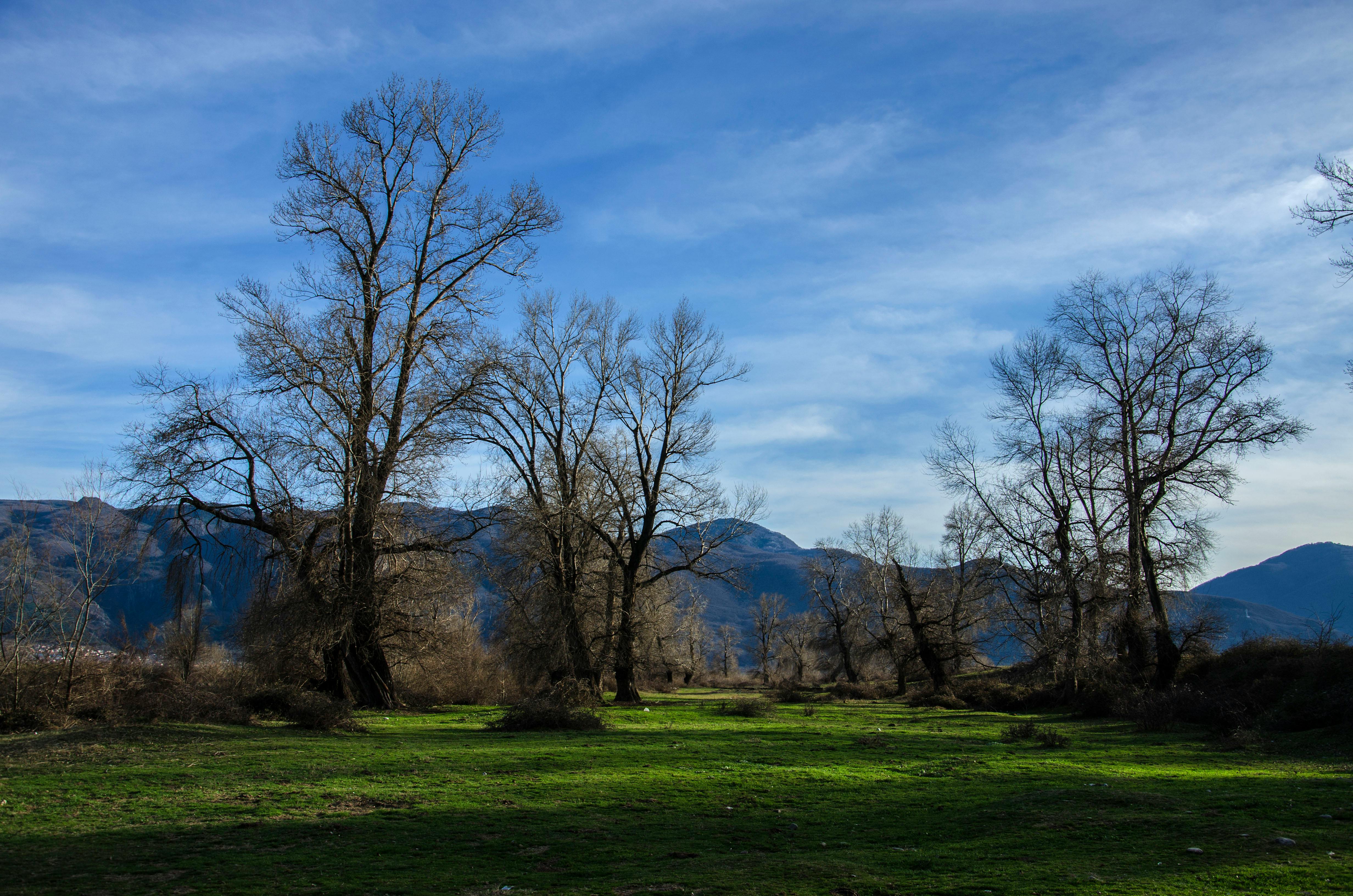 Bare Trees on Forest · Free Stock Photo