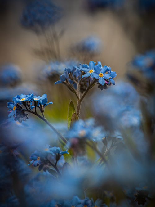 Ücretsiz bitki örtüsü, bulanıklık, çiçek fotoğrafçılığı içeren Ücretsiz stok fotoğraf Stok Fotoğraflar