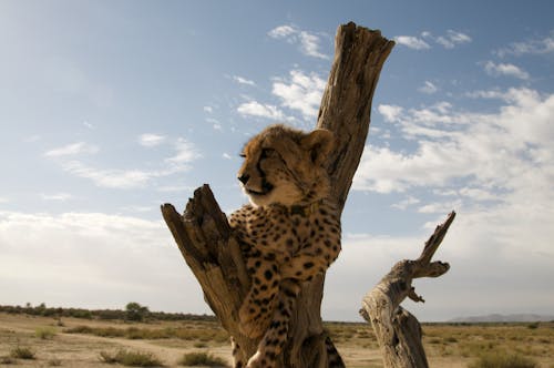 Cheetah on Brown Tree Under Blue Sky