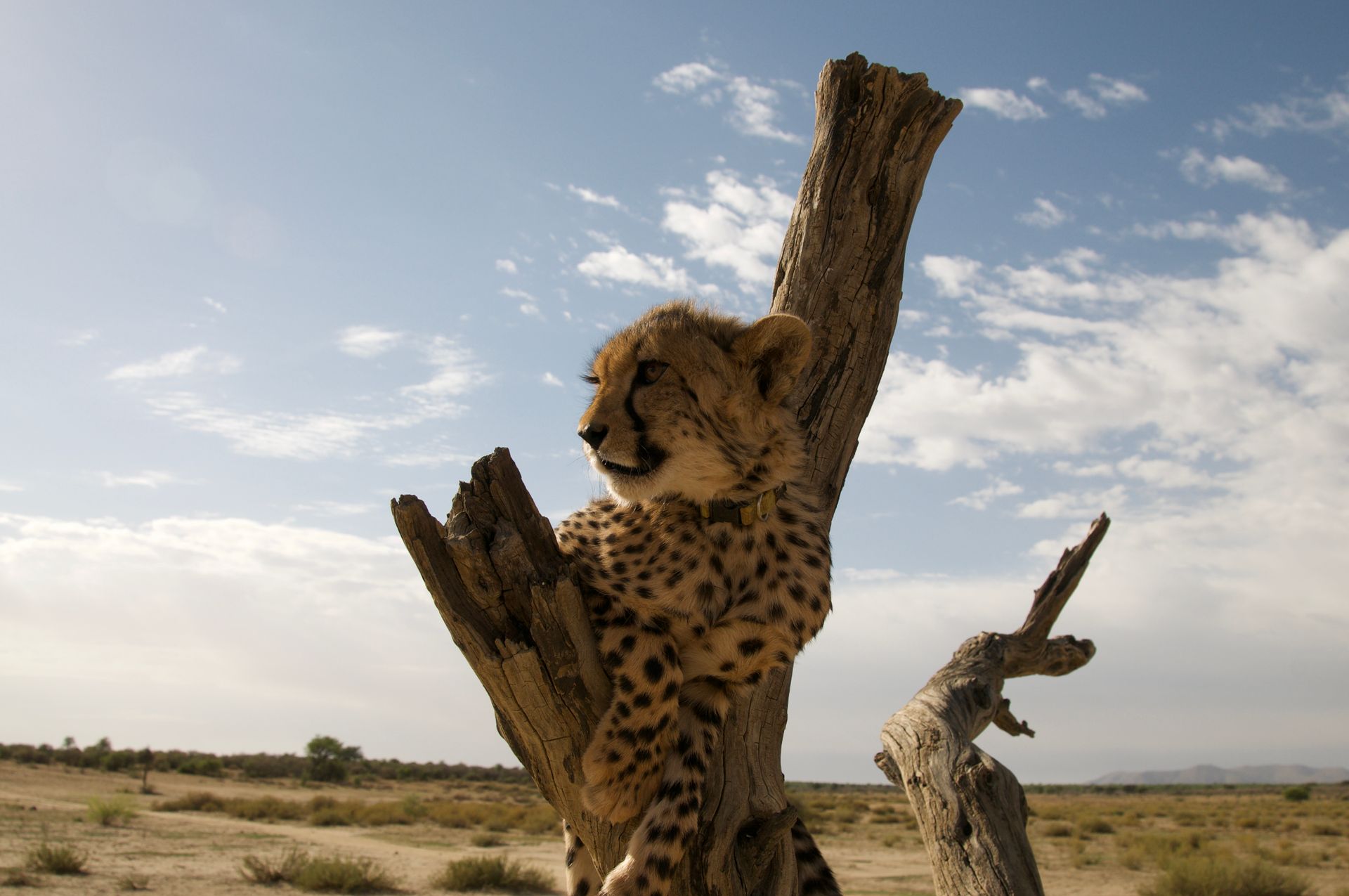 Wild cheetah perched on a tree trunk in a sunlit desert environment under a clear blue sky.