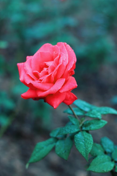 Free Red Rose Stock Photo