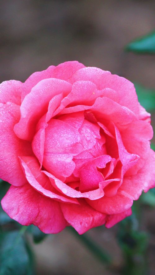 Free Vivid pink rose with dewdrops showcasing nature's delicate beauty in close-up view. Stock Photo