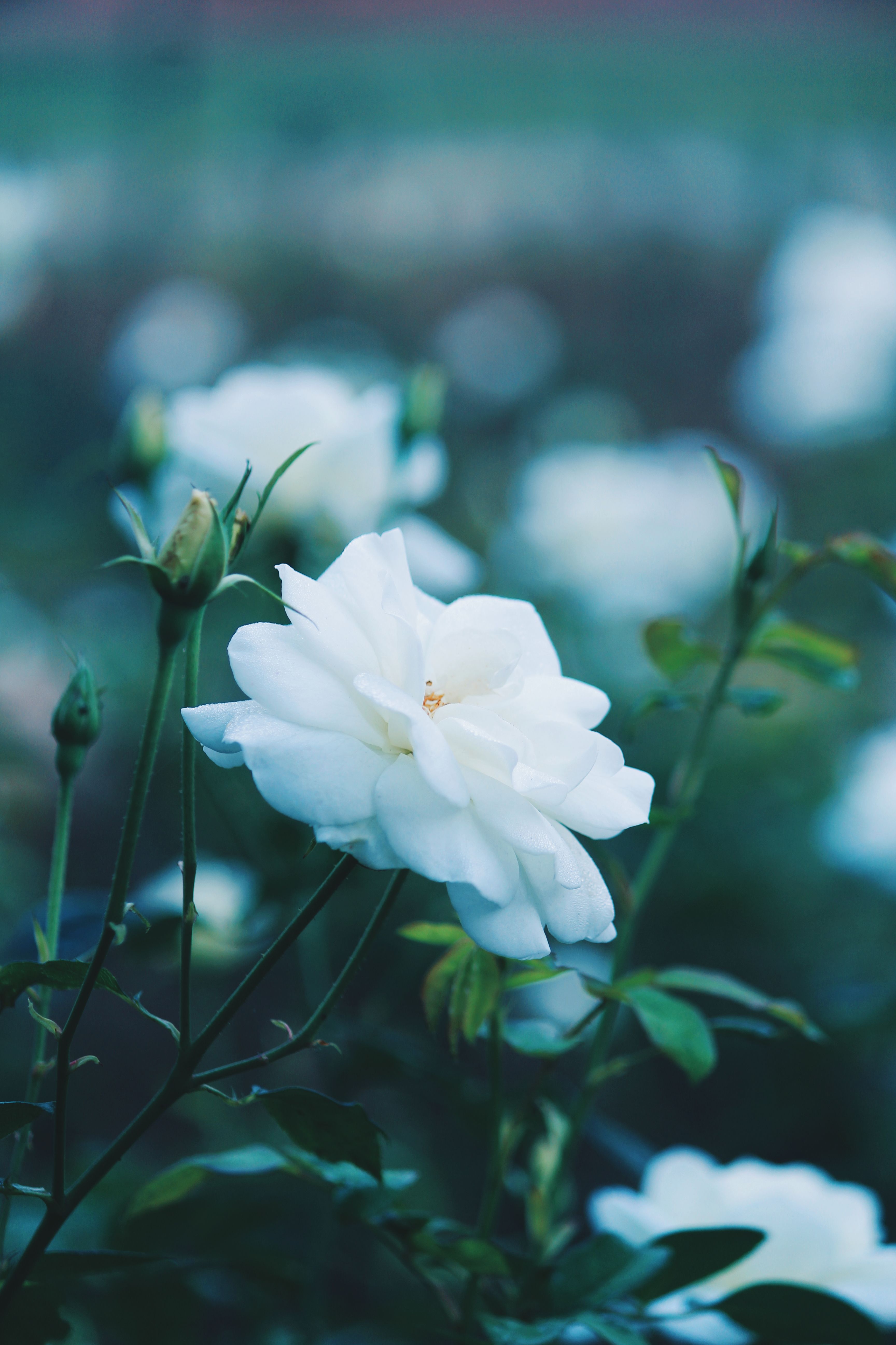 Close Up Photo of White Flower · Free Stock Photo