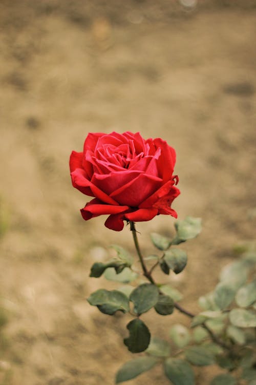 Darmowe zdjęcie z galerii z czerwona róża, elegancki, flora