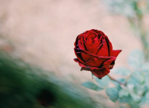 Beautiful close-up shot of a red rose in bloom, showcasing delicate petals and a blurred background.